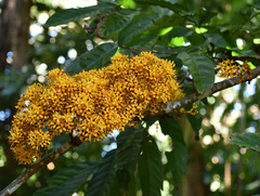 Saraca thaipingensis