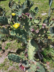 Opuntia