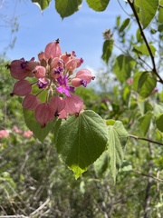 Physodium corymbosum