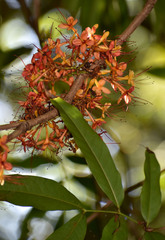 Saraca indica