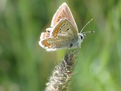 Aricia artaxerxes allous