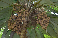 Pelagodoxa henryana