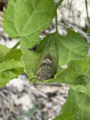 Diceroprocta alacris