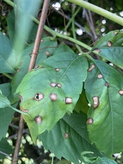 Phyllosticta parthenocissi