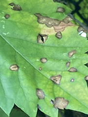 Phyllosticta parthenocissi