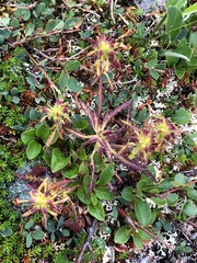 Pedicularis labradorica