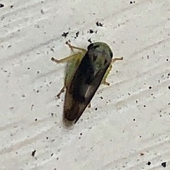 Pediopsoides distinctus