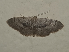 Idaea laevigata