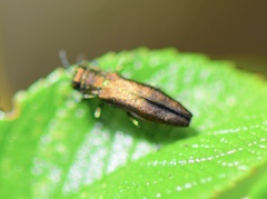 Agrilus cuprescens