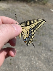 Papilio machaon oregonius