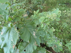 Arctium nemorosum