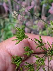 Chaerophyllum temulum