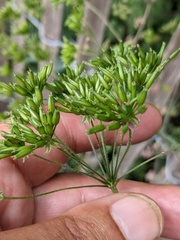 Chaerophyllum temulum