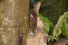 Funambulus obscurus
