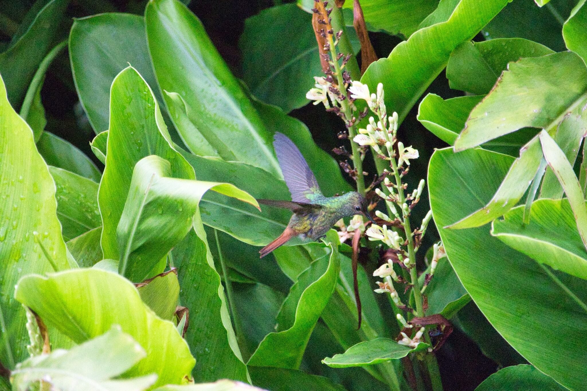 Rufous-tailed Hummingbird (Amazilia tzacatl)
