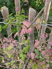 Chaerophyllum temulum