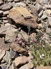 Astragalus lentiginosus semotus