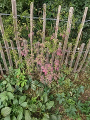 Chaerophyllum temulum