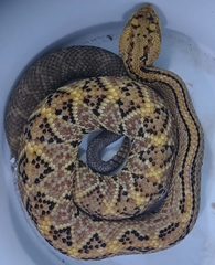 Crotalus culminatus