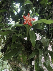 Aechmea corymbosa
