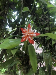 Aechmea corymbosa