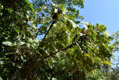 Macaranga grandifolia