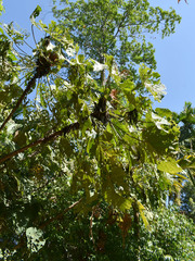 Macaranga grandifolia