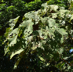 Macaranga grandifolia