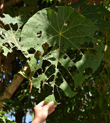 Macaranga grandifolia