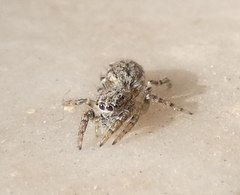 Pseudicius encarpatus