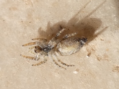 Pseudicius encarpatus