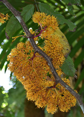 Saraca thaipingensis