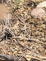 Aspidoscelis neotesselatus