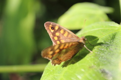 Pararge aegeria