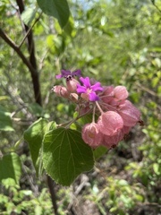 Physodium corymbosum