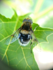 Eristalis intricaria
