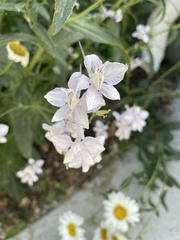 Delphinium ajacis
