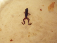 Pseudacris triseriata