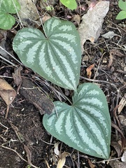 Dioscorea morelosana