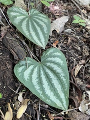 Dioscorea morelosana