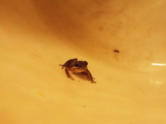 Pseudacris triseriata