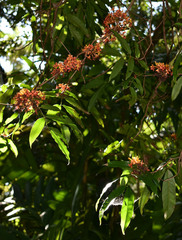 Saraca indica