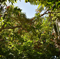 Saraca indica
