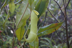 Nepenthes distillatoria