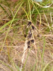 Anthracoidea arenariae