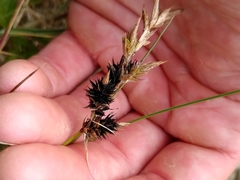 Anthracoidea arenariae