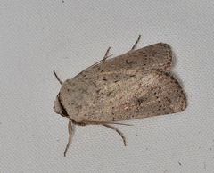 Proteuxoa leptochroa