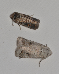 Proteuxoa amaurodes