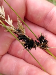 Anthracoidea arenariae