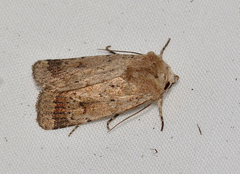 Proteuxoa senta